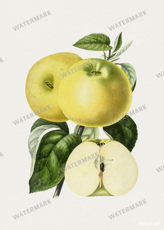 Botanical Vintage Prints