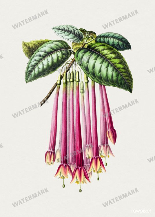 Botanical Vintage Prints