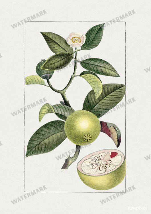 Botanical Vintage Prints