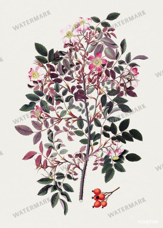 Botanical Vintage Prints