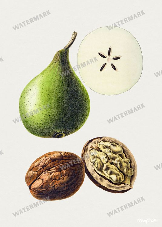 Botanical Vintage Prints