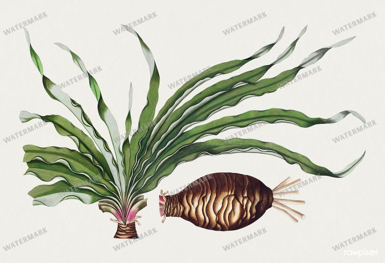 Botanical Vintage Prints