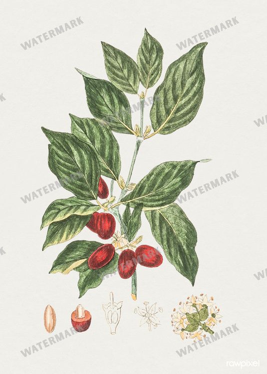 Botanical Vintage Prints