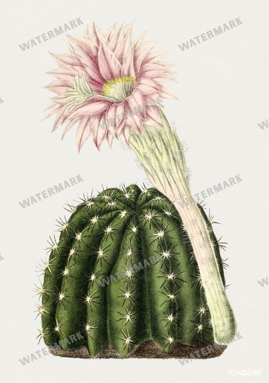 Botanical Vintage Prints