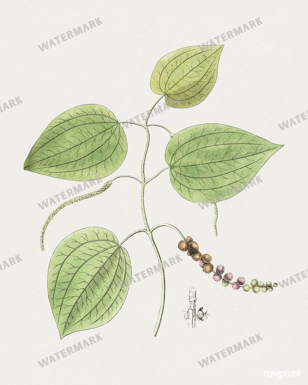 Botanical Vintage Prints