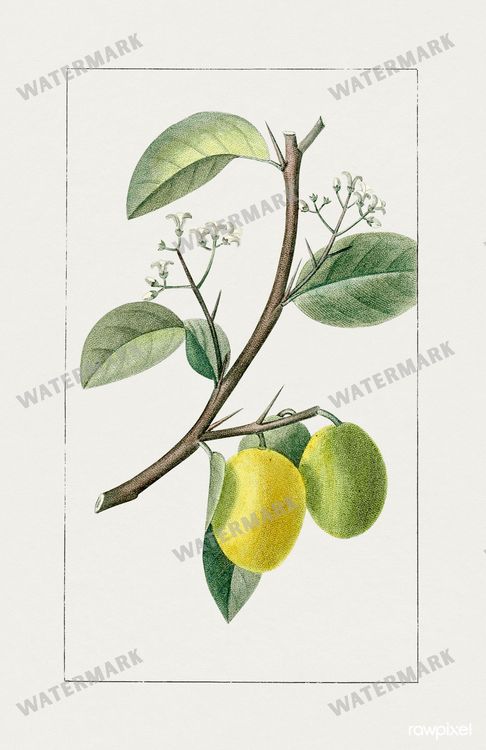 Botanical Vintage Prints