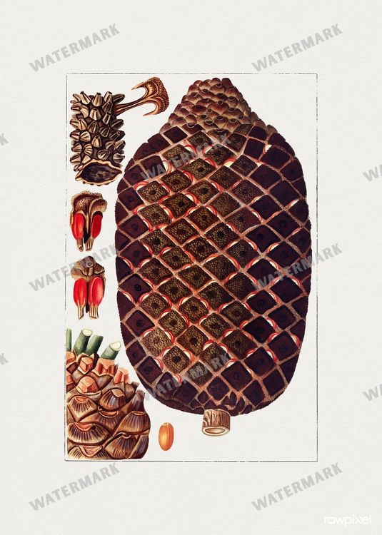 Botanical Vintage Prints