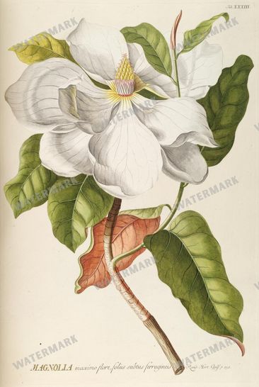 Botanical Vintage Prints