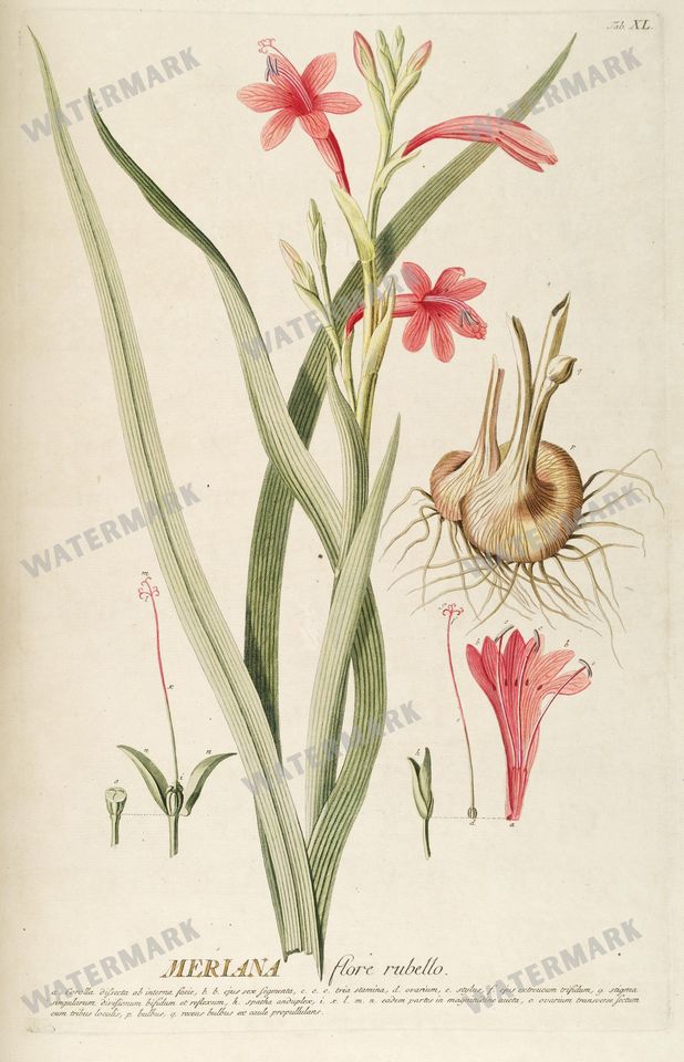 Botanical Vintage Prints