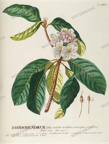 Botanical Vintage Prints