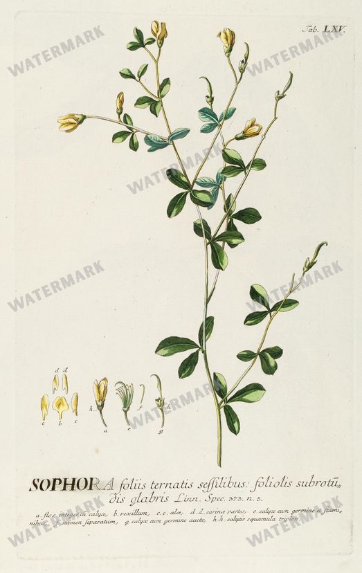 Botanical Vintage Prints
