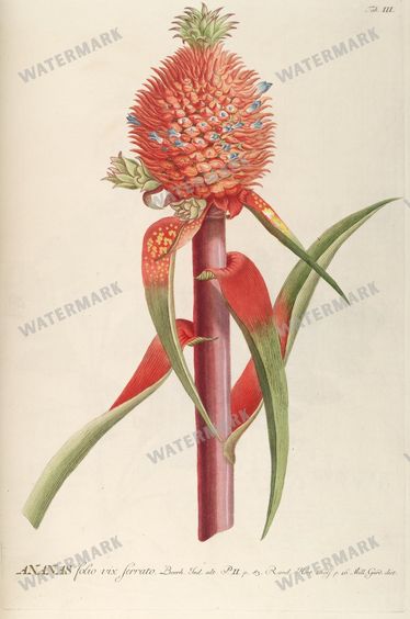 Botanical Vintage Prints