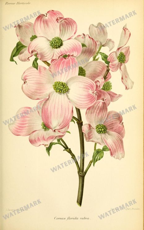 Botanical Vintage Prints