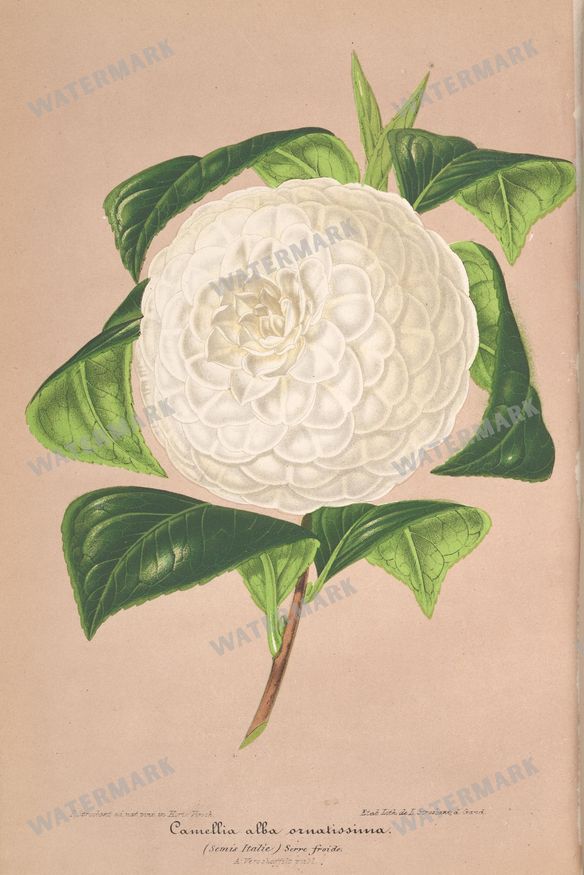 Botanical Vintage Prints