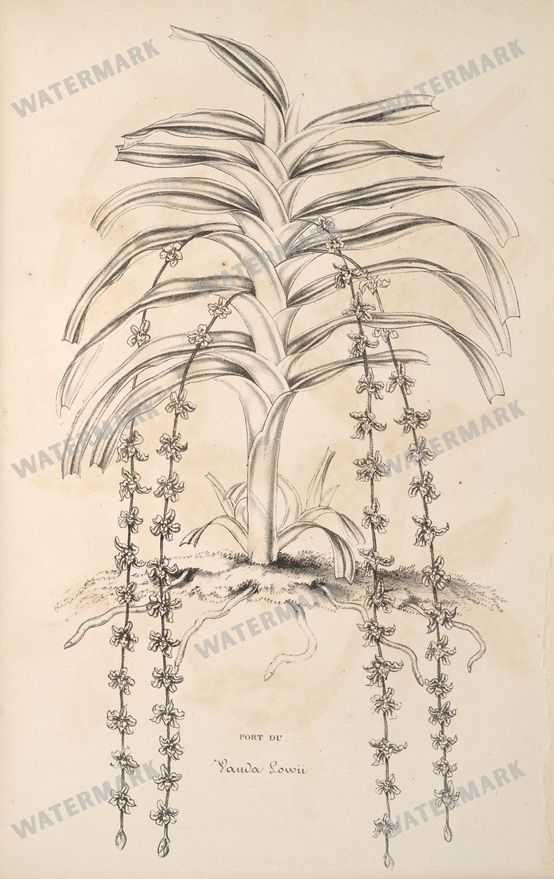 Botanical Vintage Prints
