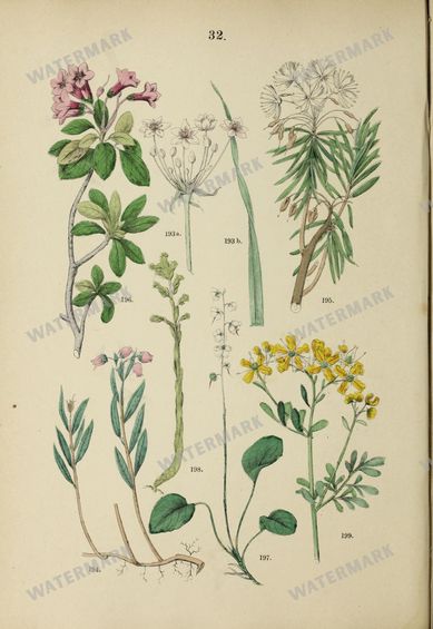 Botanical Vintage Prints