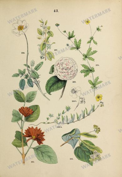 Botanical Vintage Prints