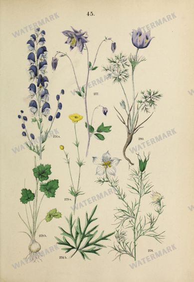 Botanical Vintage Prints