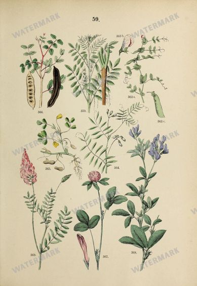 Botanical Vintage Prints