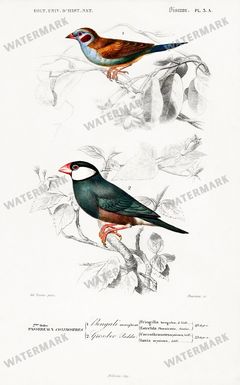 Dictionnaire Universel Dhistoire Naturelle Vintage Prints