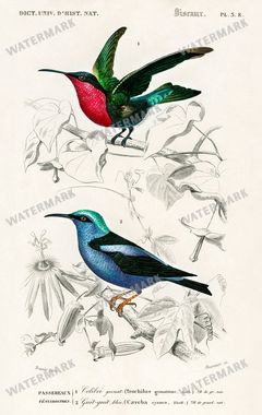 Dictionnaire Universel Dhistoire Naturelle Vintage Prints