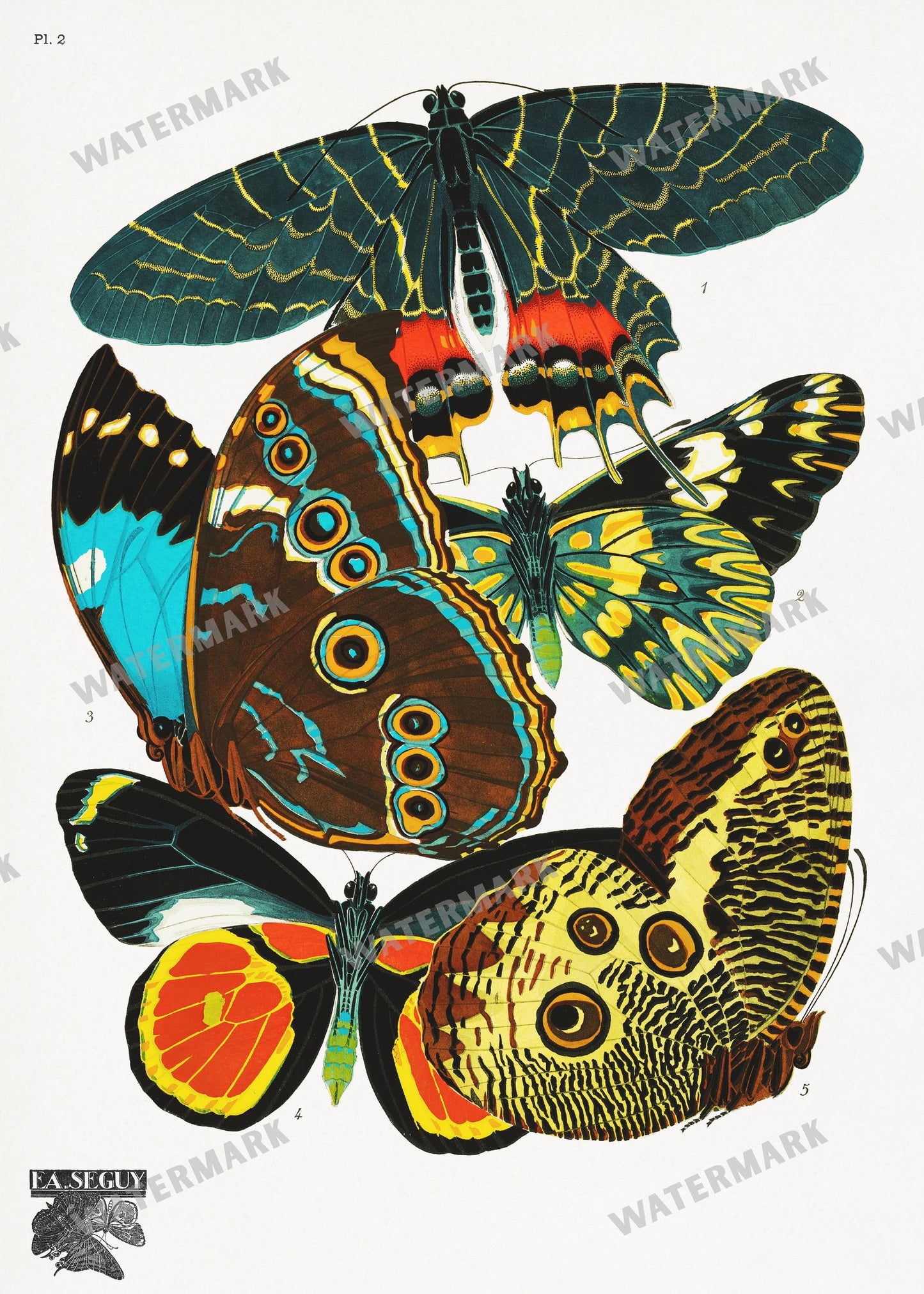 E A Seguy Vintage Prints