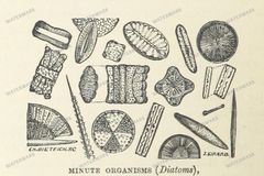 Fauna Vintage Prints