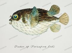 Fish Vintage Prints