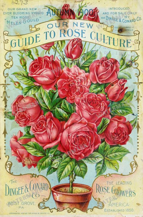 Floral Vintage Prints