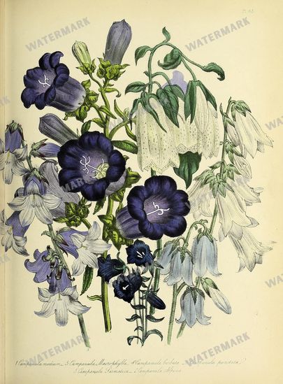 Floral Vintage Prints