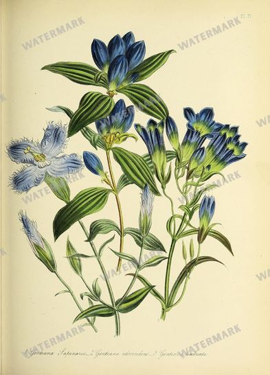 Floral Vintage Prints