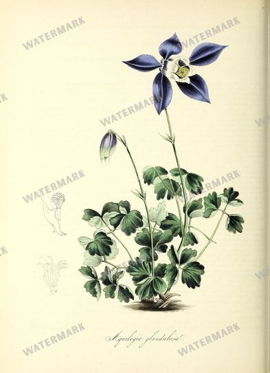 Floral Vintage Prints