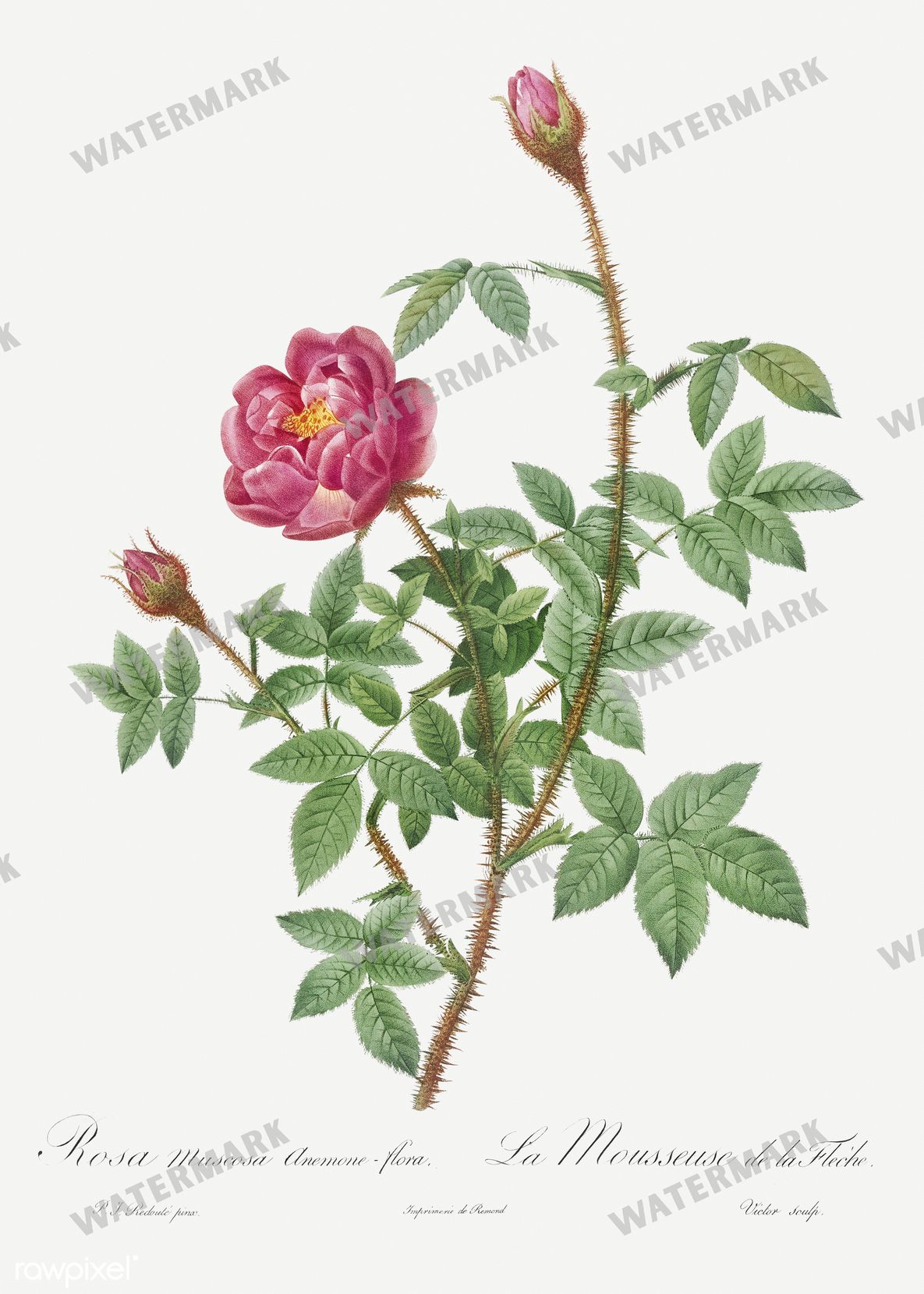 Floral vintage illustration, printable digital download, image 13