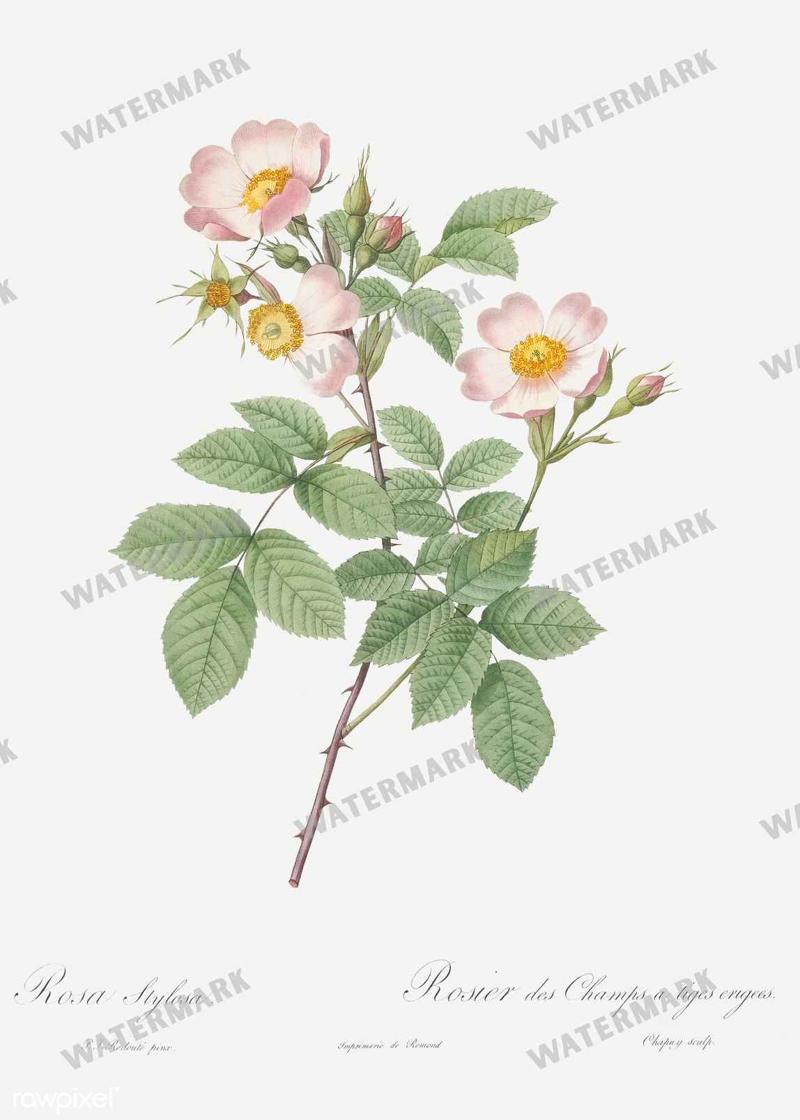 Floral Vintage Prints