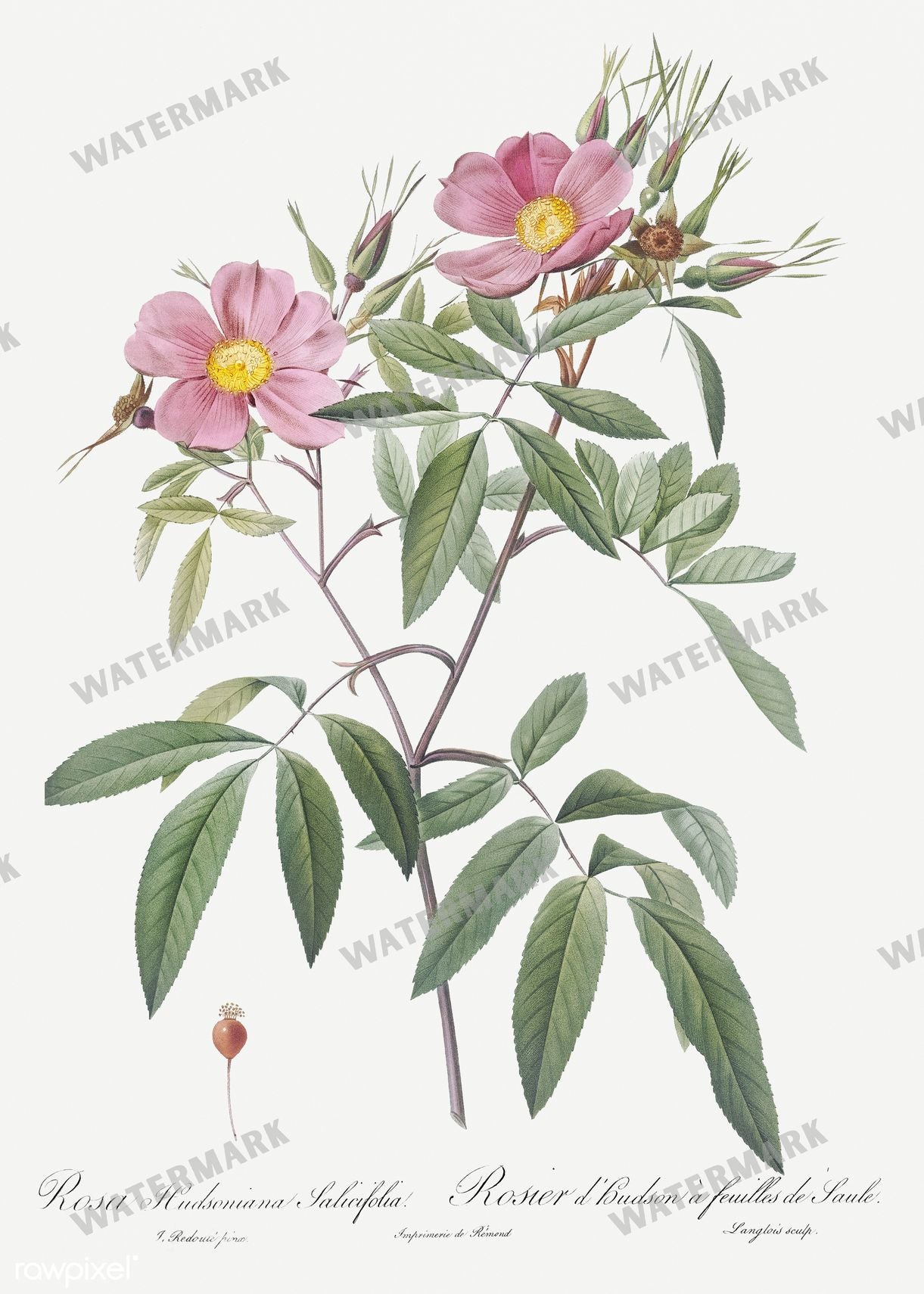 Floral Vintage Prints