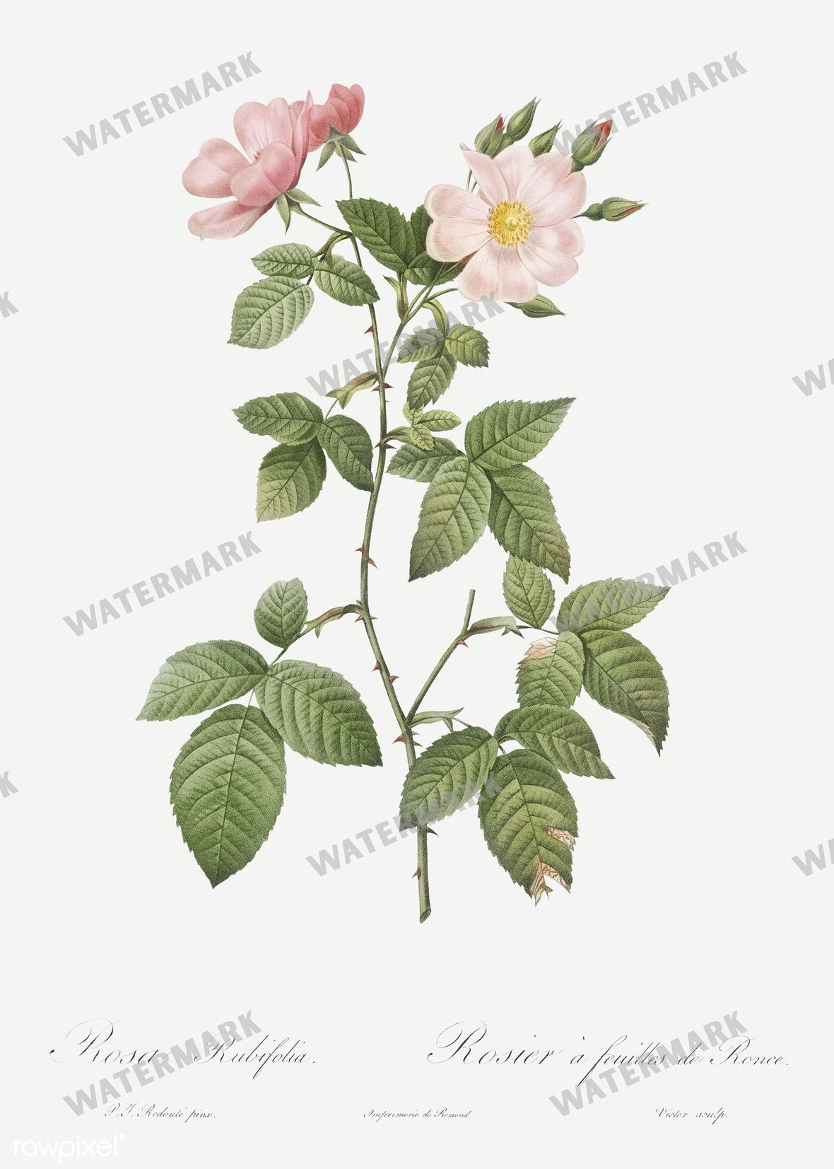 Floral vintage illustration, printable digital download, image 13
