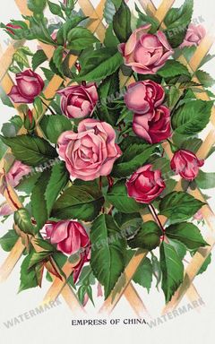 Folio Of Botanical Specimen Vintage Prints