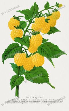 Folio Of Botanical Specimen Vintage Prints