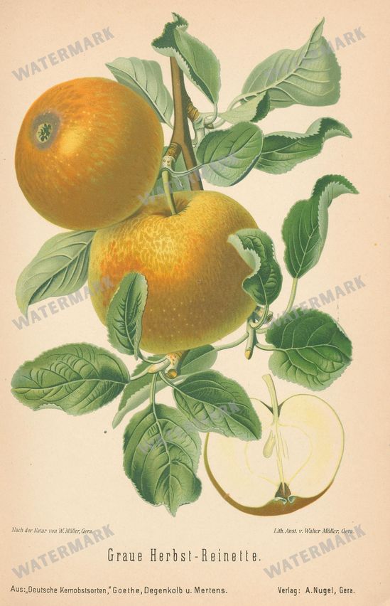 Fruit And Vegetables Vintage Prints