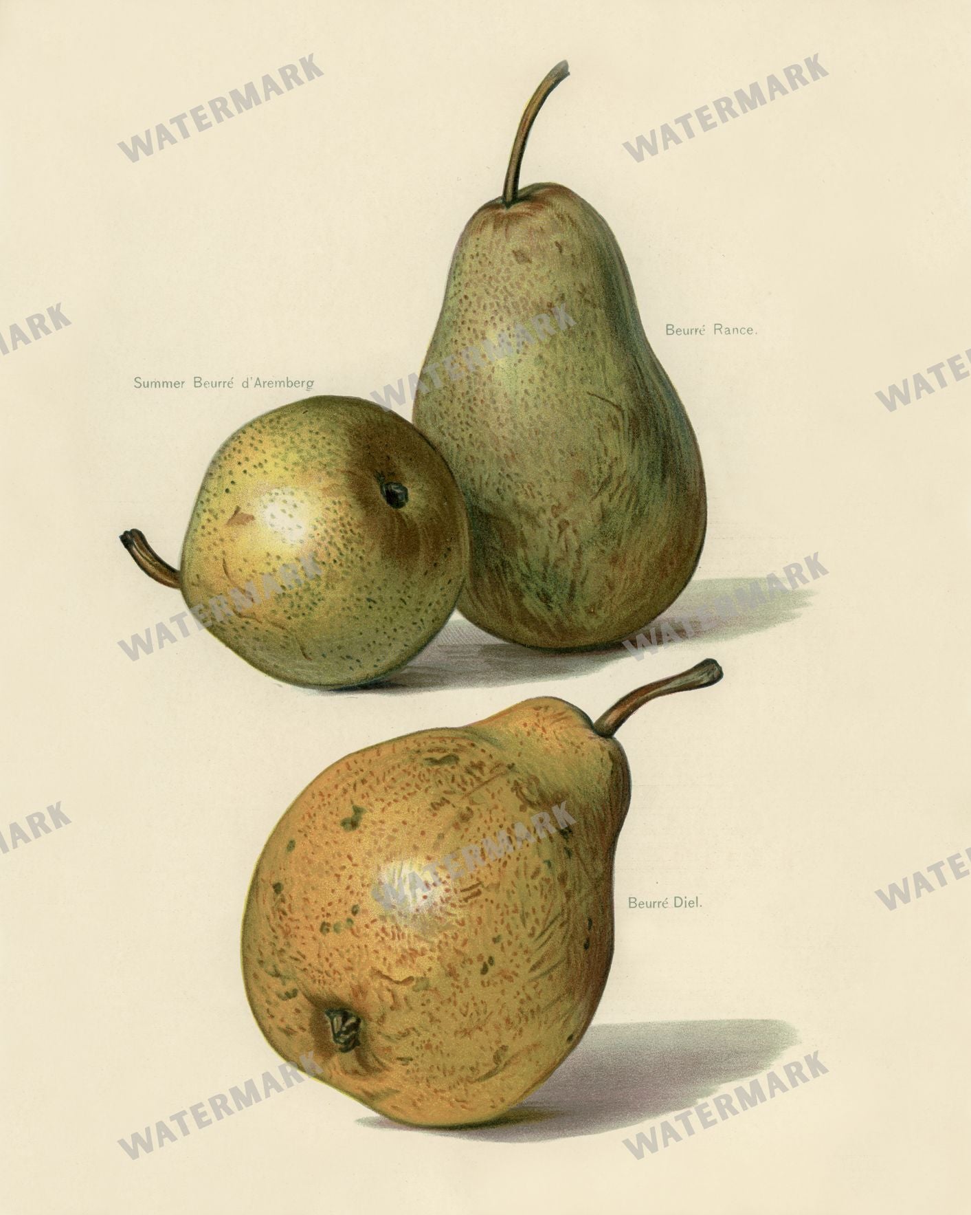 The Fruit Grower'S Guide Vintage Paintings