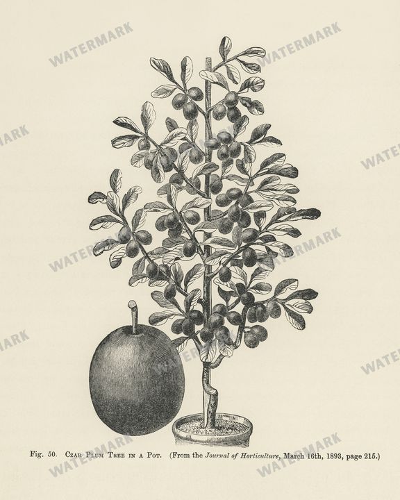 The Fruit Grower'S Guide Vintage Paintings