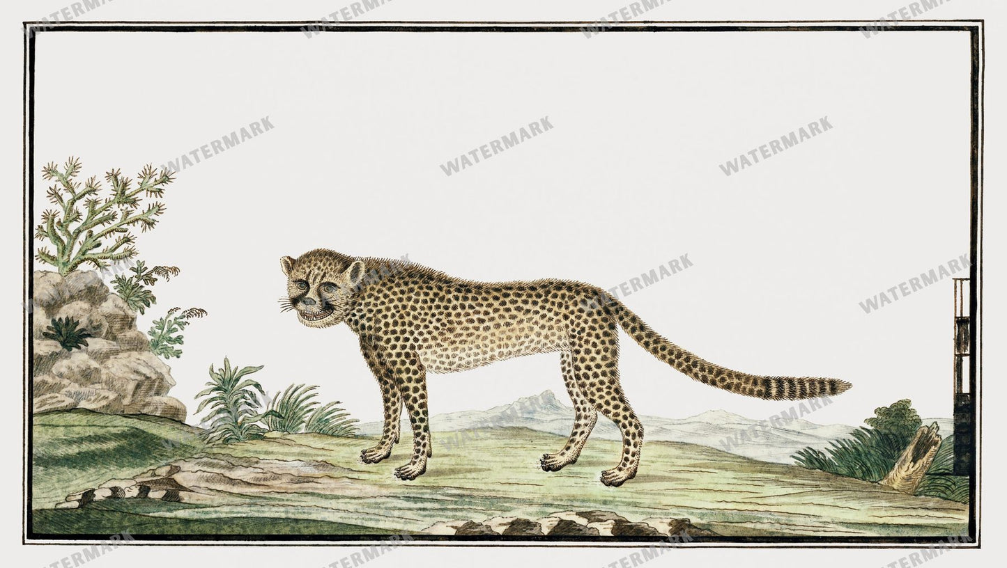 Wall Art Vintage Paintings