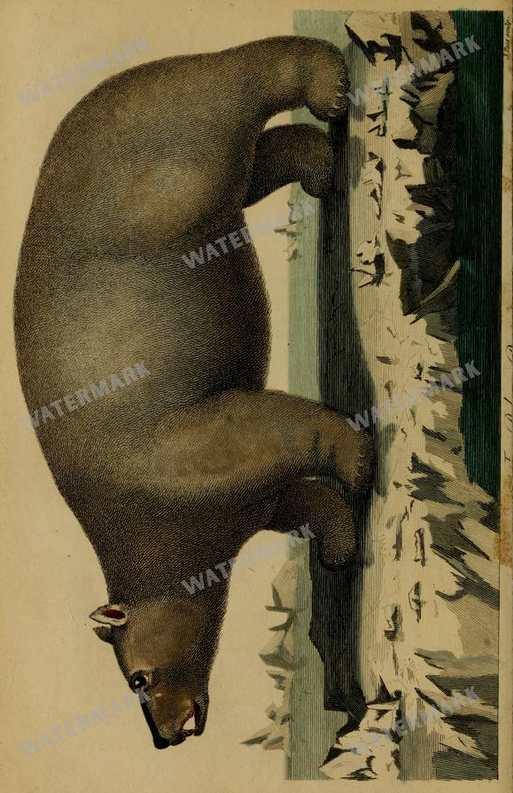 Wildlife Vintage Prints