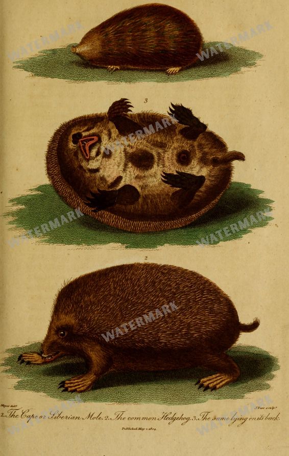 Wildlife Vintage Prints