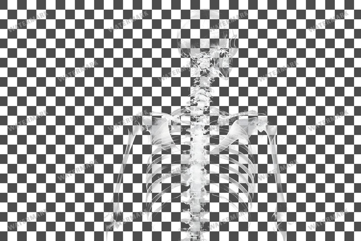 X-Ray Transparent Overlay Pngs