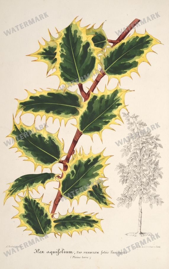 Floral Illustrations