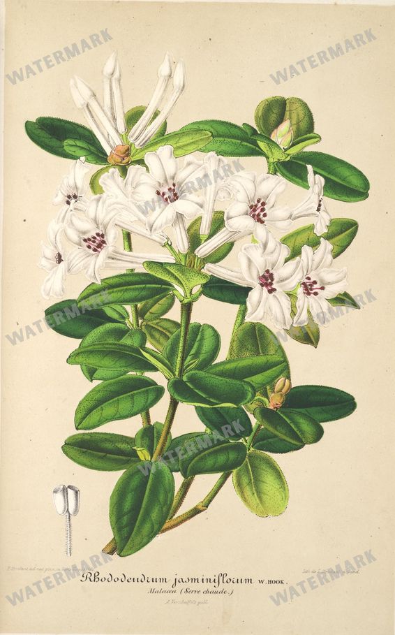 Floral Illustrations