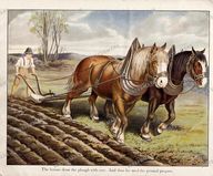 Animals Vintage Prints