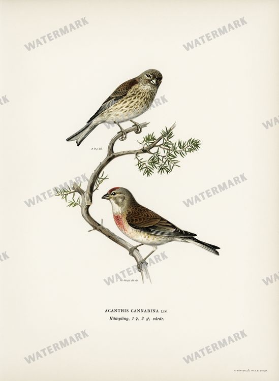 Birds Vintage Prints