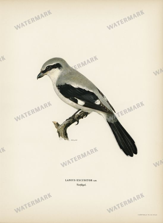 Birds Vintage Prints